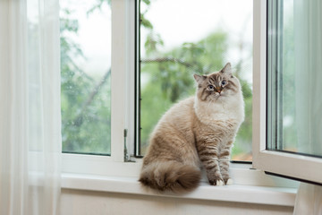 Big fluffy beige cat at the age of 9 months, sitting by the window with metal bars