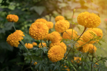 marigold flowers in the garden with sun light
