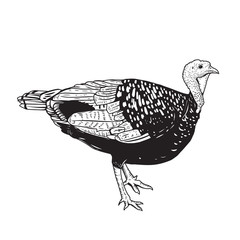 Obraz premium Illustration of the turkey isolated on white background. Thanksgiving theme.