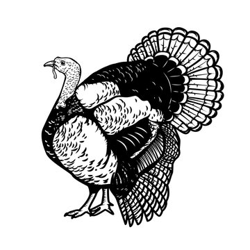 Illustration of the turkey isolated on white background. Thanksgiving theme.