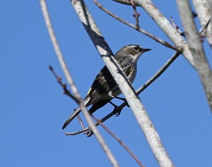 Bird in Tree