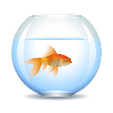 Single goldfish swimming in transparent round glass bowl aquarium. Vector illustration