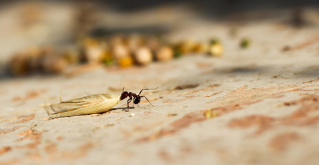 Hey ant dragging an oat seed