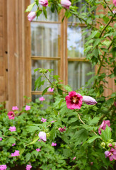 Fototapeta na wymiar pink flowers near the old window