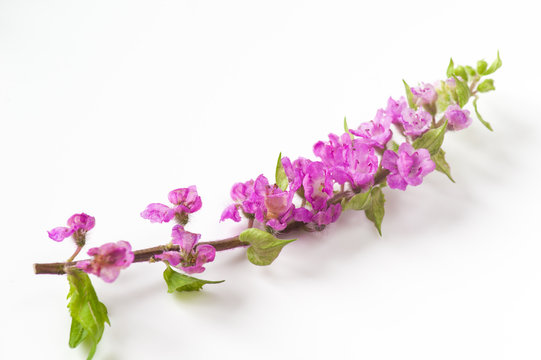 花穂紫蘇 の画像 355 件の Stock 写真 ベクターおよびビデオ Adobe Stock