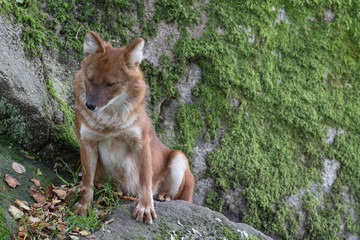 Dhole