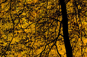 Autumn tree silhouette