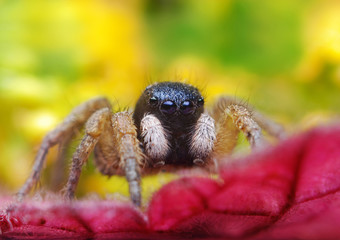 Jumping spider close up. Macro photography. Portrait of spider 