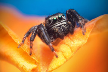 Jumping spider close up. Macro photography. Portrait of spider 