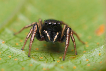 Jumping spider close up. Macro photography. Portrait of spider 