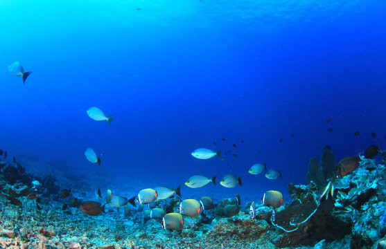 Underwater coral reef and tropical fish in ocean