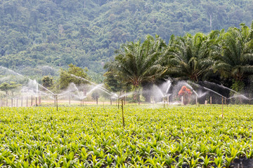 Water sprinklers irrigating a field.