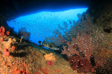 Naklejka na ściany i meble Underwater coral reef and tropical fish in ocean
