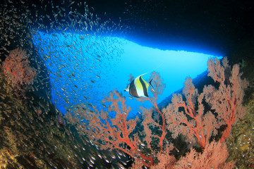 Underwater coral reef and tropical fish in ocean