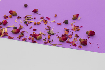 Little red roses on violet and white background