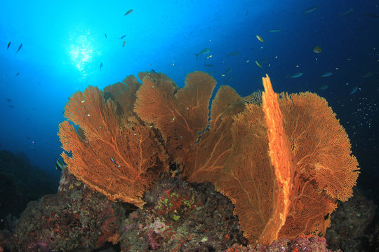 Underwater fish on coral reef in ocean