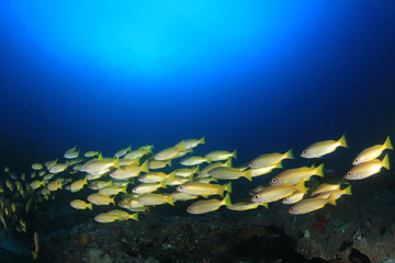 Naklejka na ściany i meble Underwater fish on coral reef in ocean
