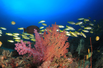 Underwater fish on coral reef in ocean