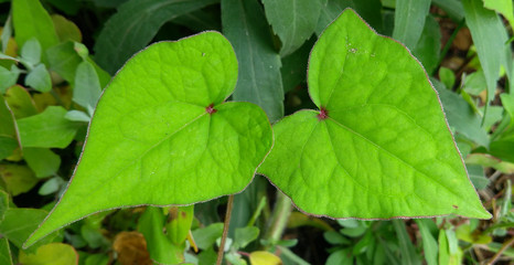 Pair of green leafs