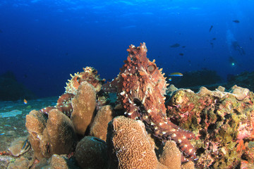 Reef Octopus pair mating in ocean