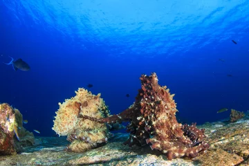 Foto op Aluminium Reef Octopus pair mating in ocean © Richard Carey