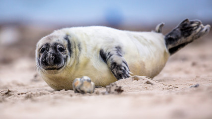 baby Common seal on beach