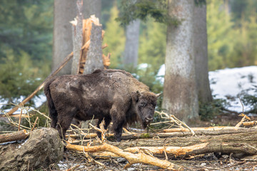 Wisent in the forest
