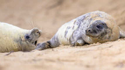 two juvenile Common seal on beach