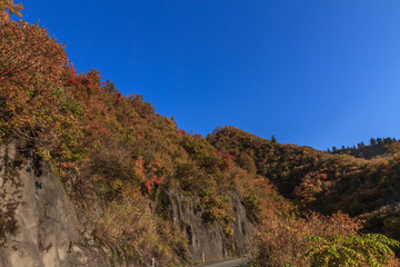  秋の樹海ラインの風景