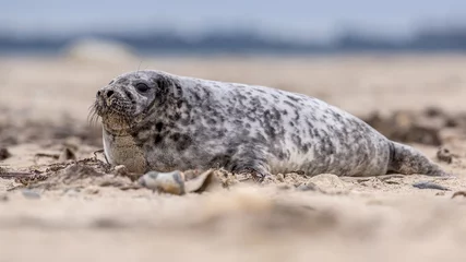 Fotobehang Common seal sideview © creativenature.nl