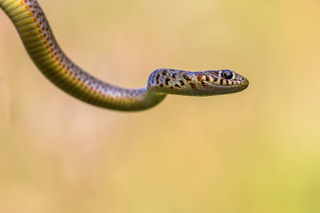 Portrait of large Whip Snake