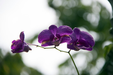 Purple moth orchid flower on the tree. Phalaenopsis is one of the most popular orchids in the trade, through the development of many artificial hybrids.