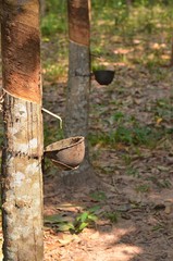 Obraz na płótnie Canvas rubber tree latex Asia drop wood green tropical natureal