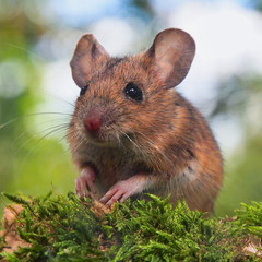 Field Mouse in forest setting