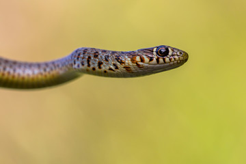 Zoomed Portrait of Caspian Whip Snake
