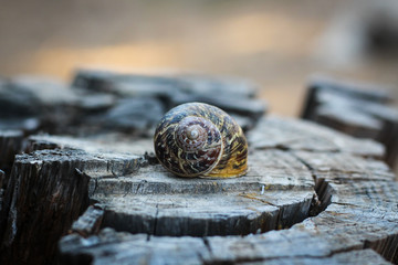 Snail shell over an old tree stump in the forest