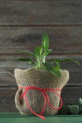 Basil plant in jar
