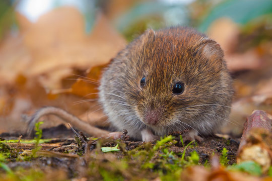 Bank Vole between autumn leaves