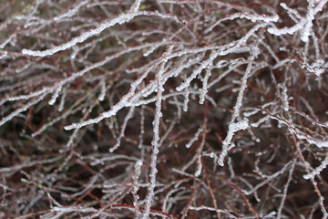 Frozen branch