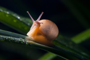 Close up photography of snail in nature