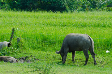 Thai buffalo  countryside.