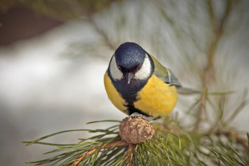 Obraz na płótnie Canvas titmouse with bright plumage sitting on fir branches