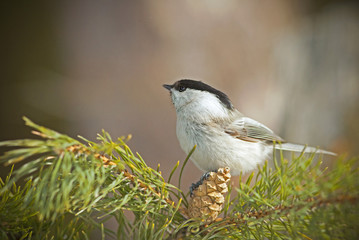 titmouse with bright plumage sitting on fir branches