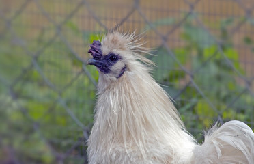chicken with white feathers