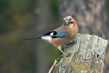 beautiful bird Jay with bright colorful feathers