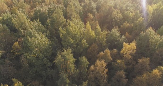 Aerial forward flight over autumn trees in forest