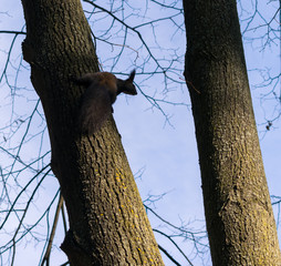 sciurus carolinensis squirrel jumping from a tree 