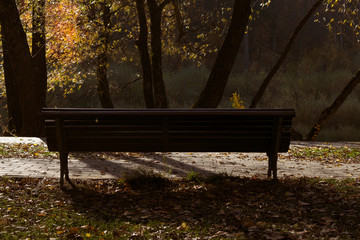 Lonely wooden bench in a park in autumn