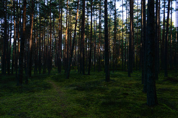 Obraz premium dark and moody forest trees at late evening