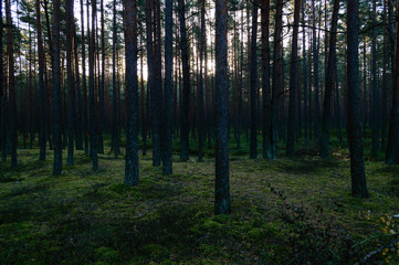 dark and moody forest trees at late evening
